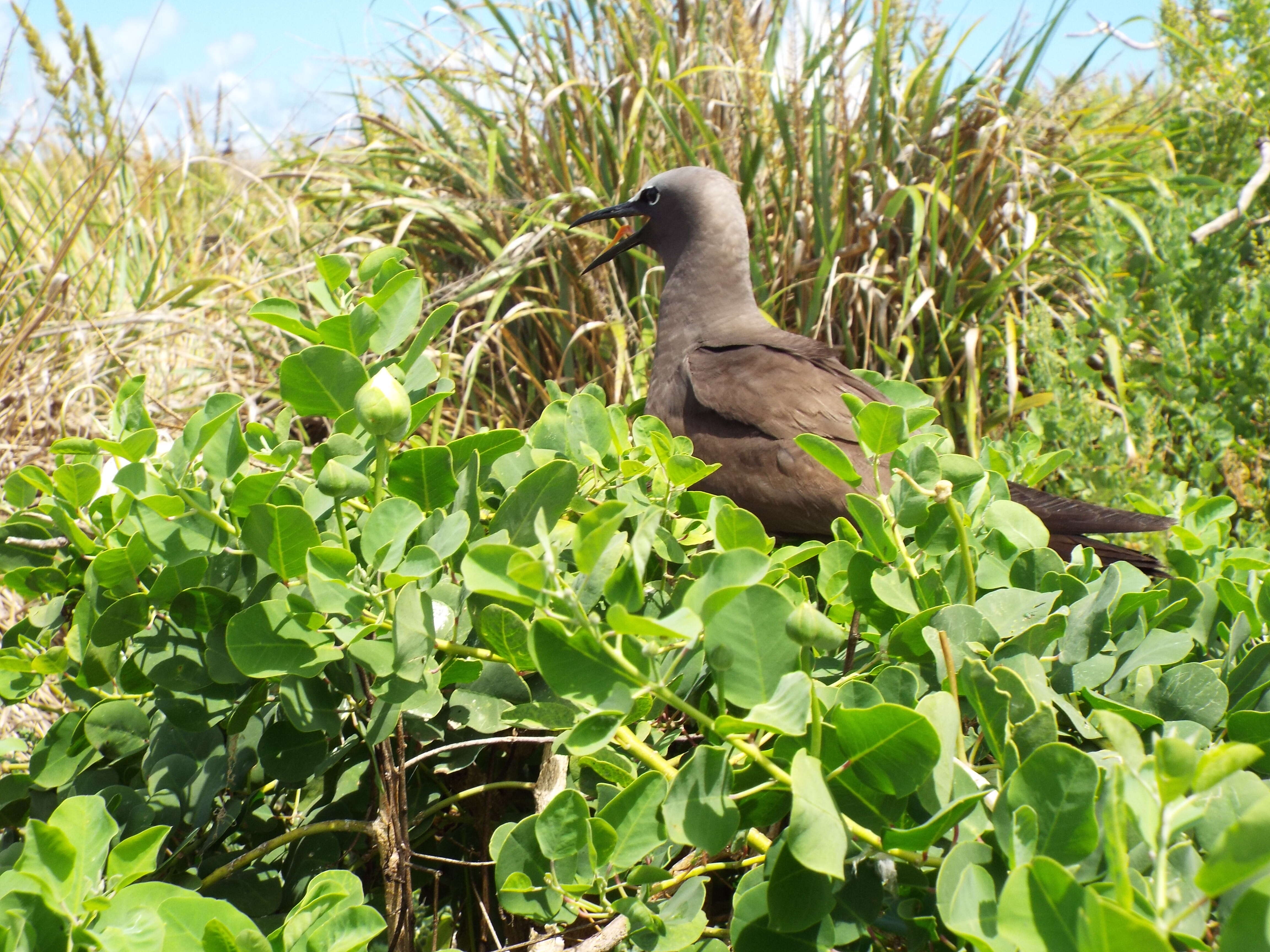 Image of Brown Noddy