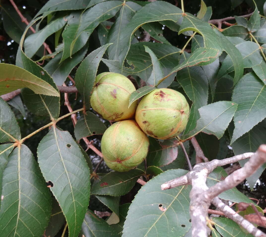 Image of black hickory