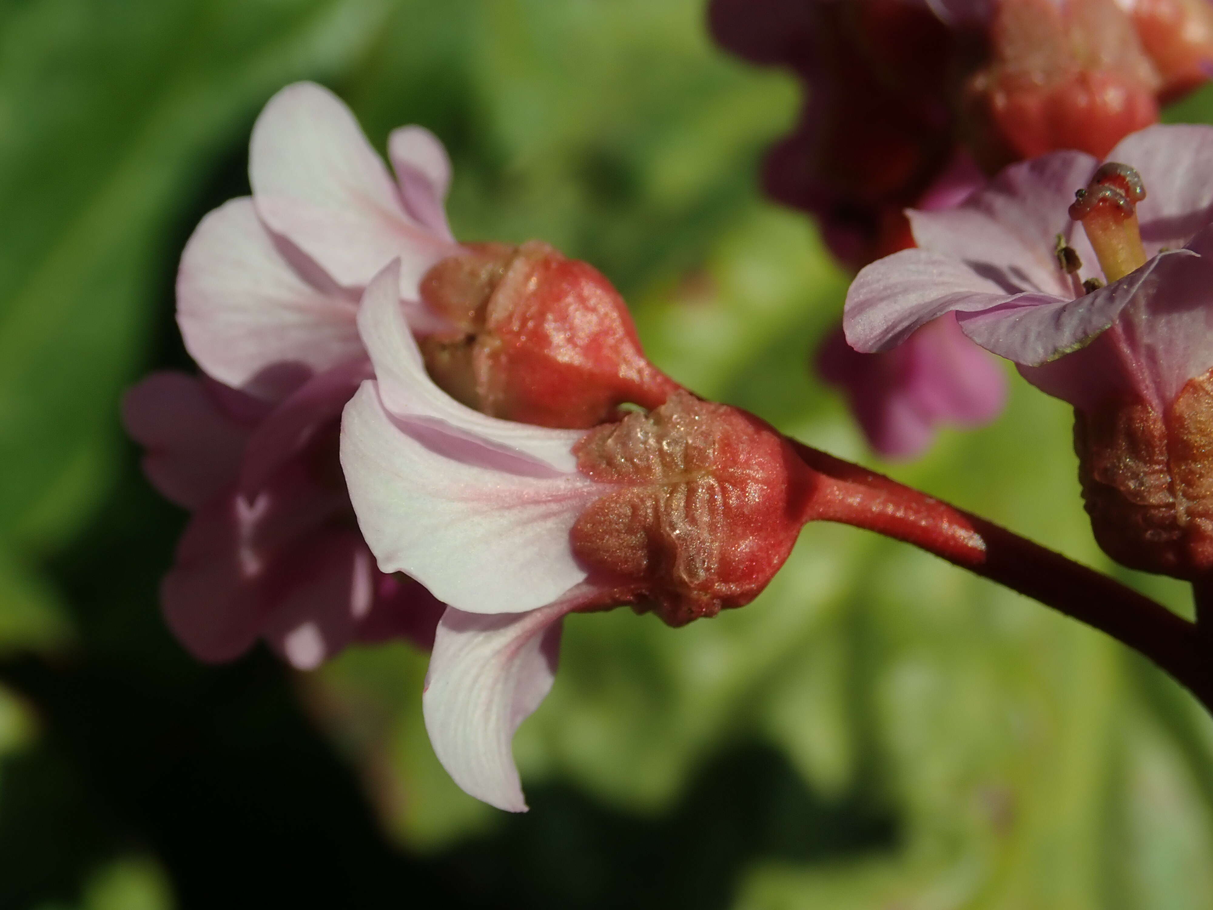 Image of Siberian-tea