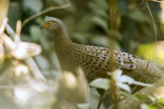 Image of Grey Peacock Pheasant