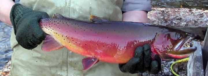 Image of Oncorhynchus clarkii bouvieri