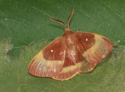 Image of oak eggar