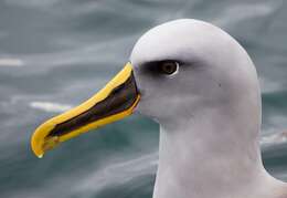 Image of Buller's Albatross