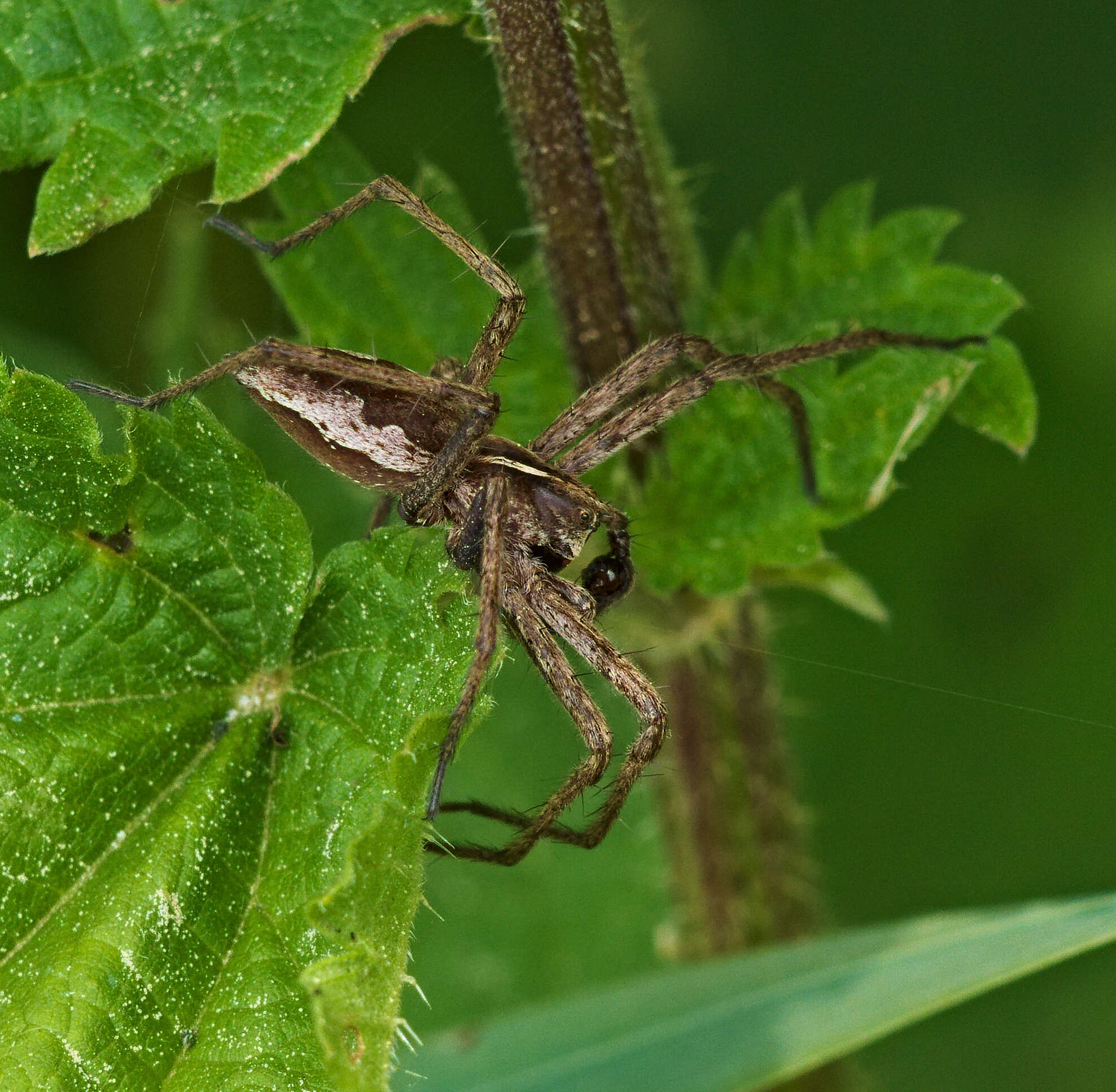 Image of Nursery-web spider