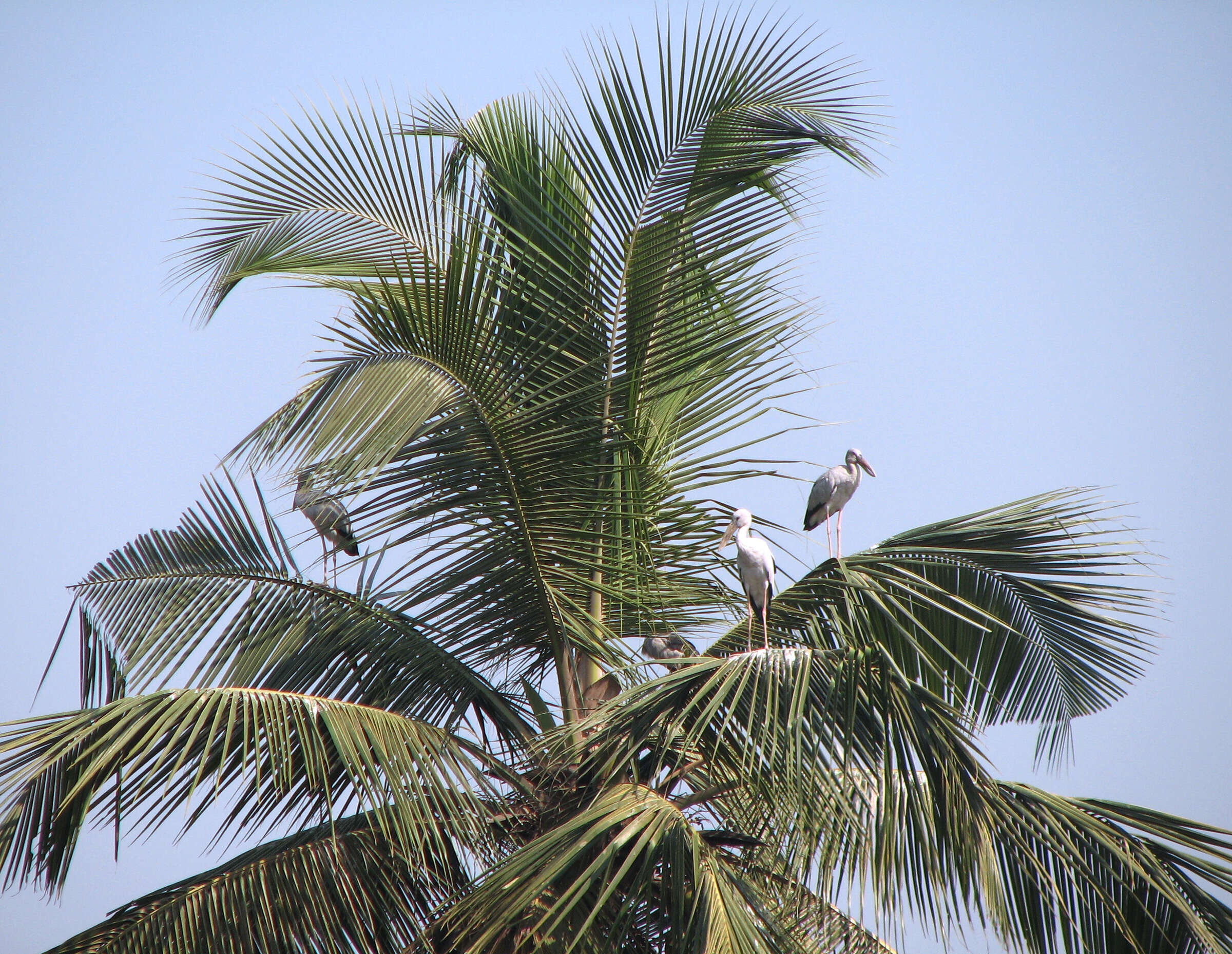 Image of Openbill stork