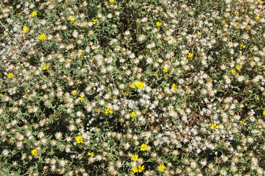 Image of hairy false goldenaster