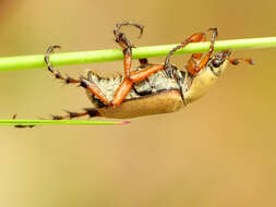 Image of Rose Chafer