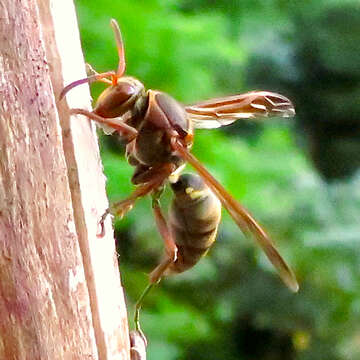 Image of Polistes snelleni de Saussure 1862