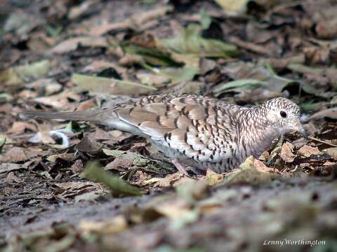 Image of Scaled Dove