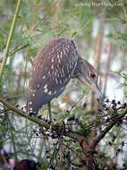 Image of Night Herons