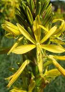 Image of yellow asphodel