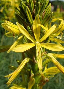 Image of Asphodeline lutea (L.) Rchb.