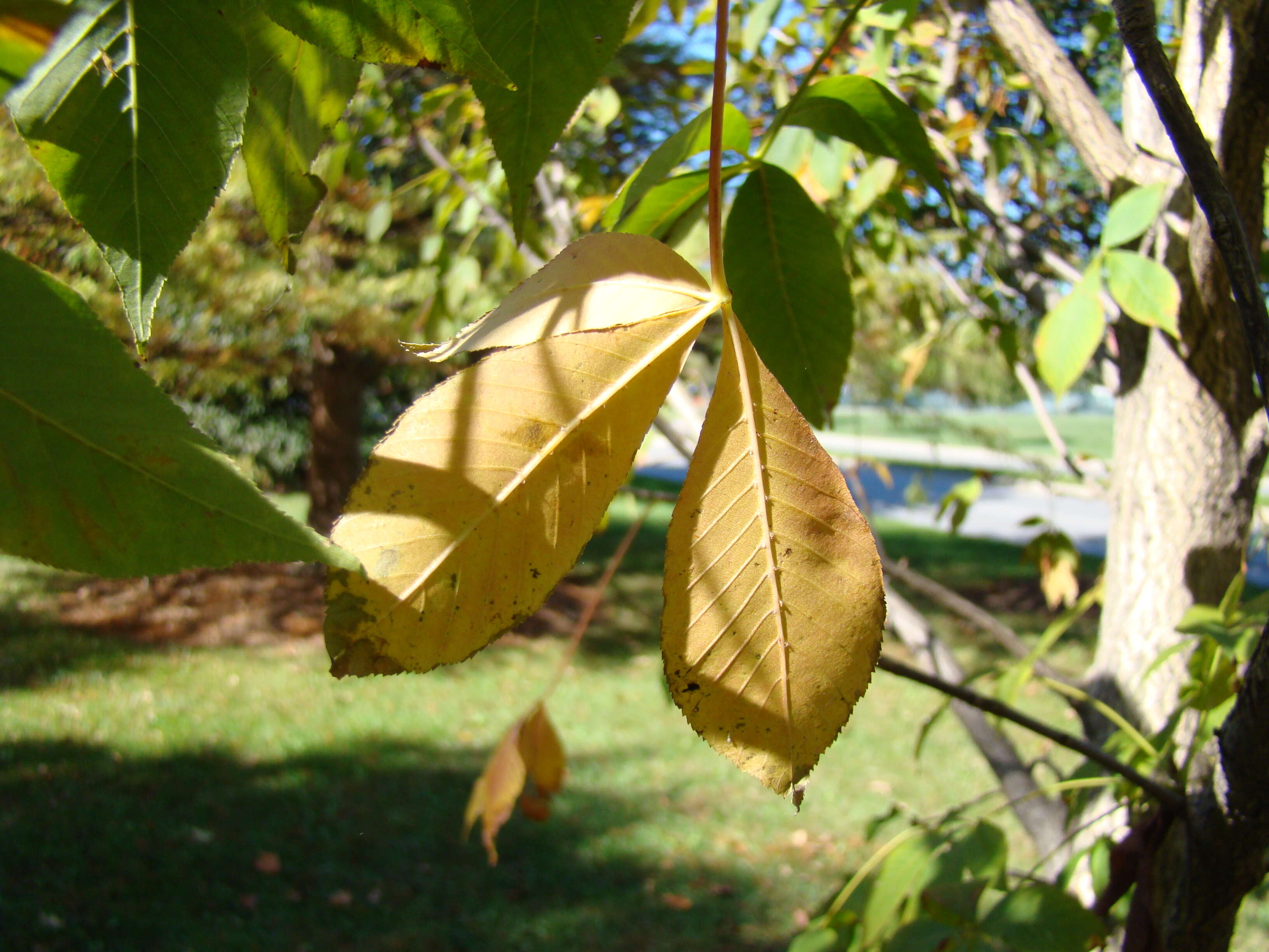 Image de Pavier de l'Ohio