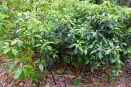 صورة Psychotria tenuifolia Sw.