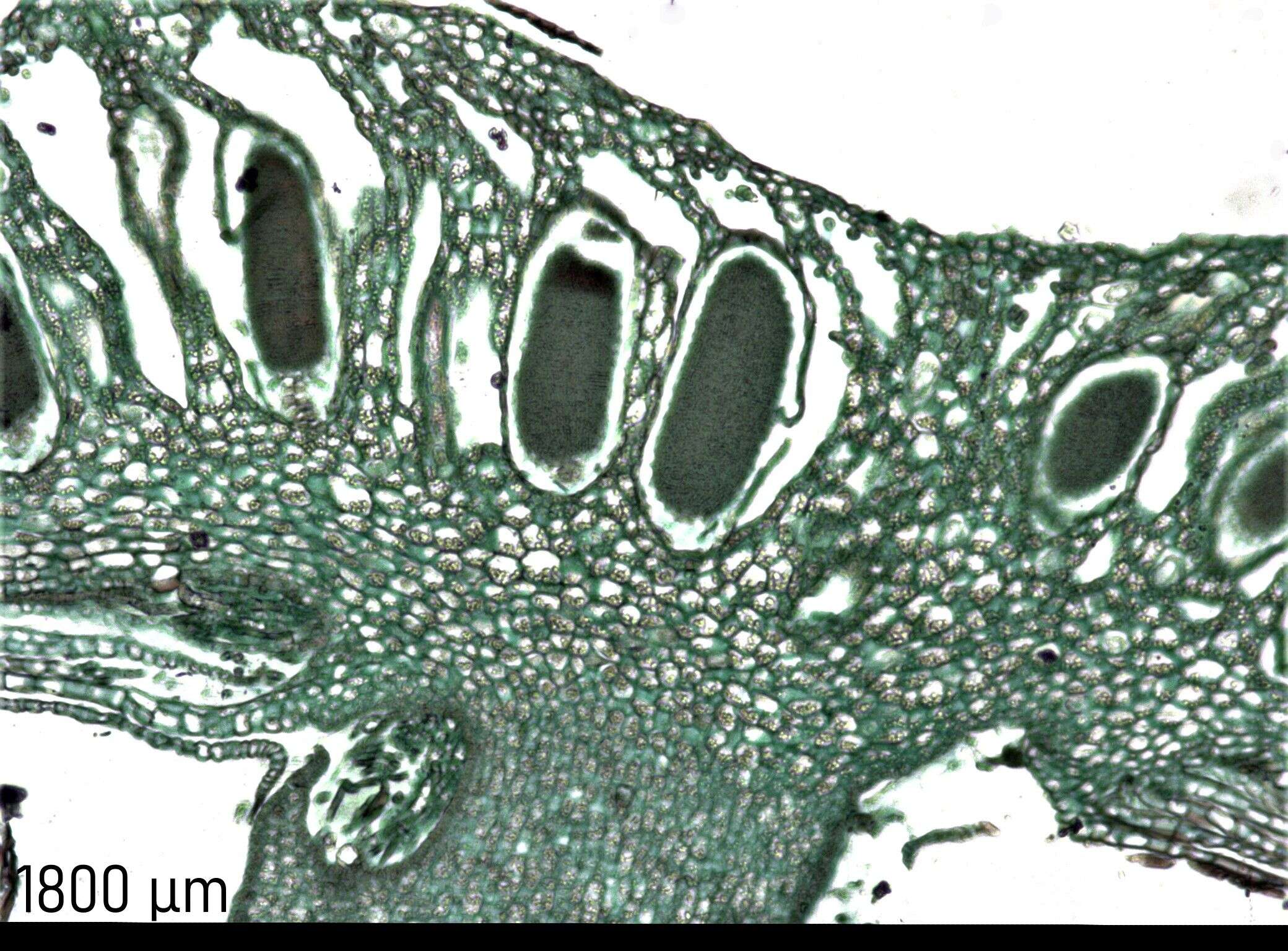 Image of Marchantiaceae