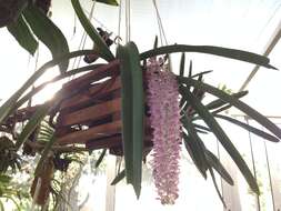 Слика од Rhynchostylis retusa (L.) Blume