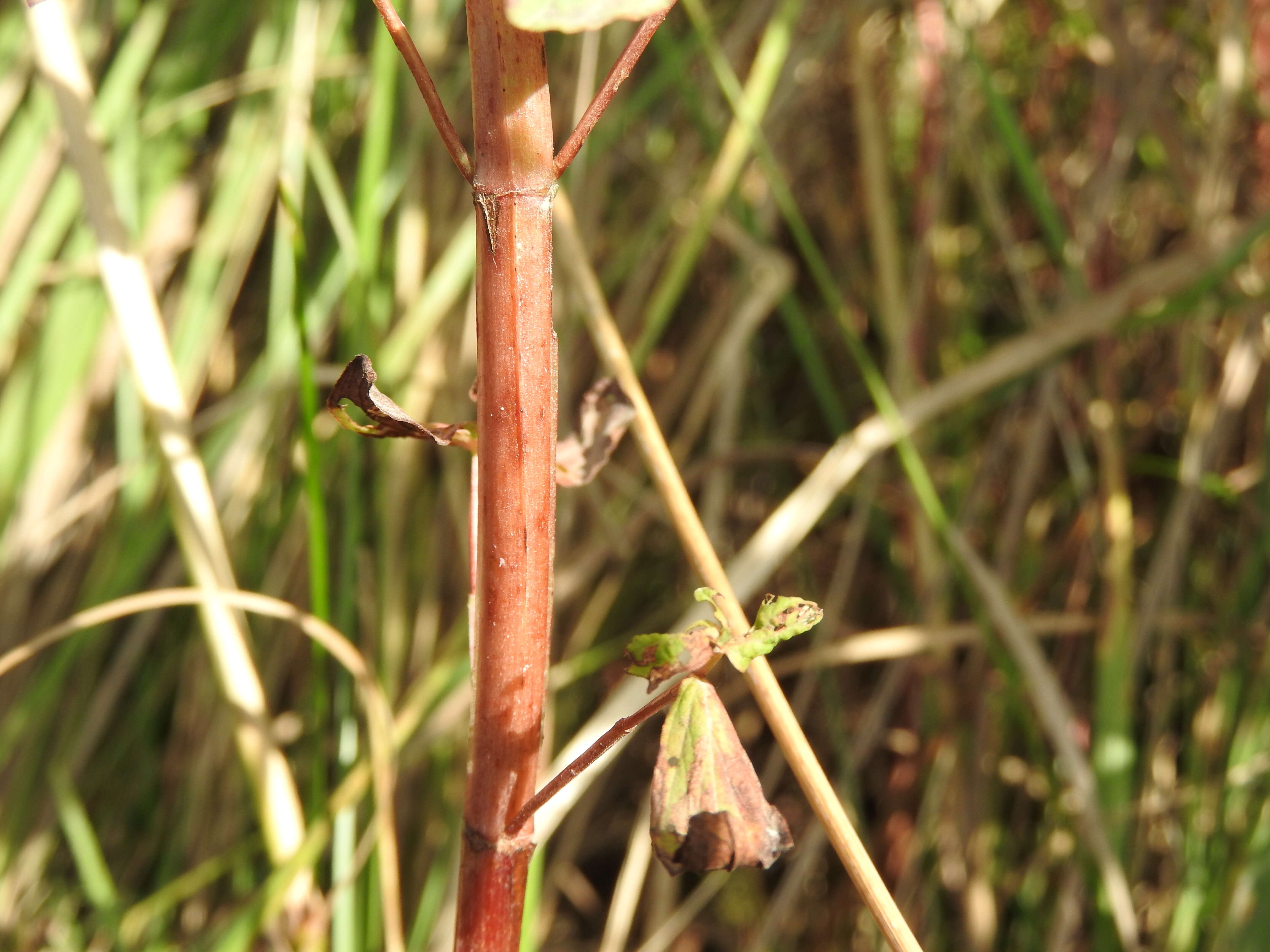 Image of spotted St. Johnswort