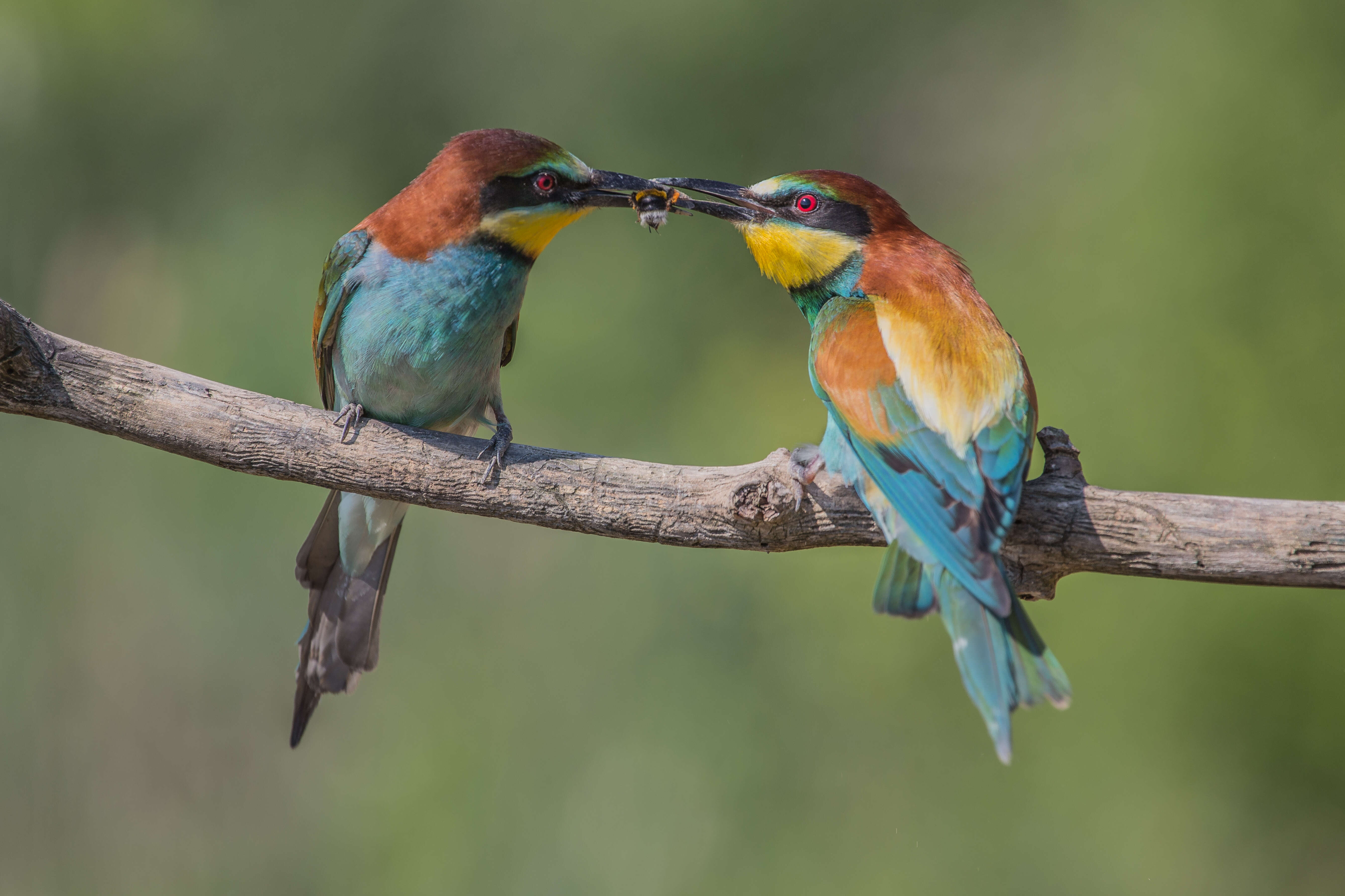 Image of bee-eater, european bee-eater