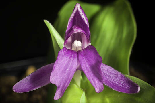 Image of Roscoea tibetica Batalin