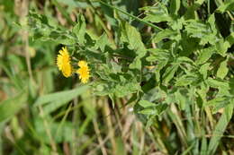 Image of common fleabane