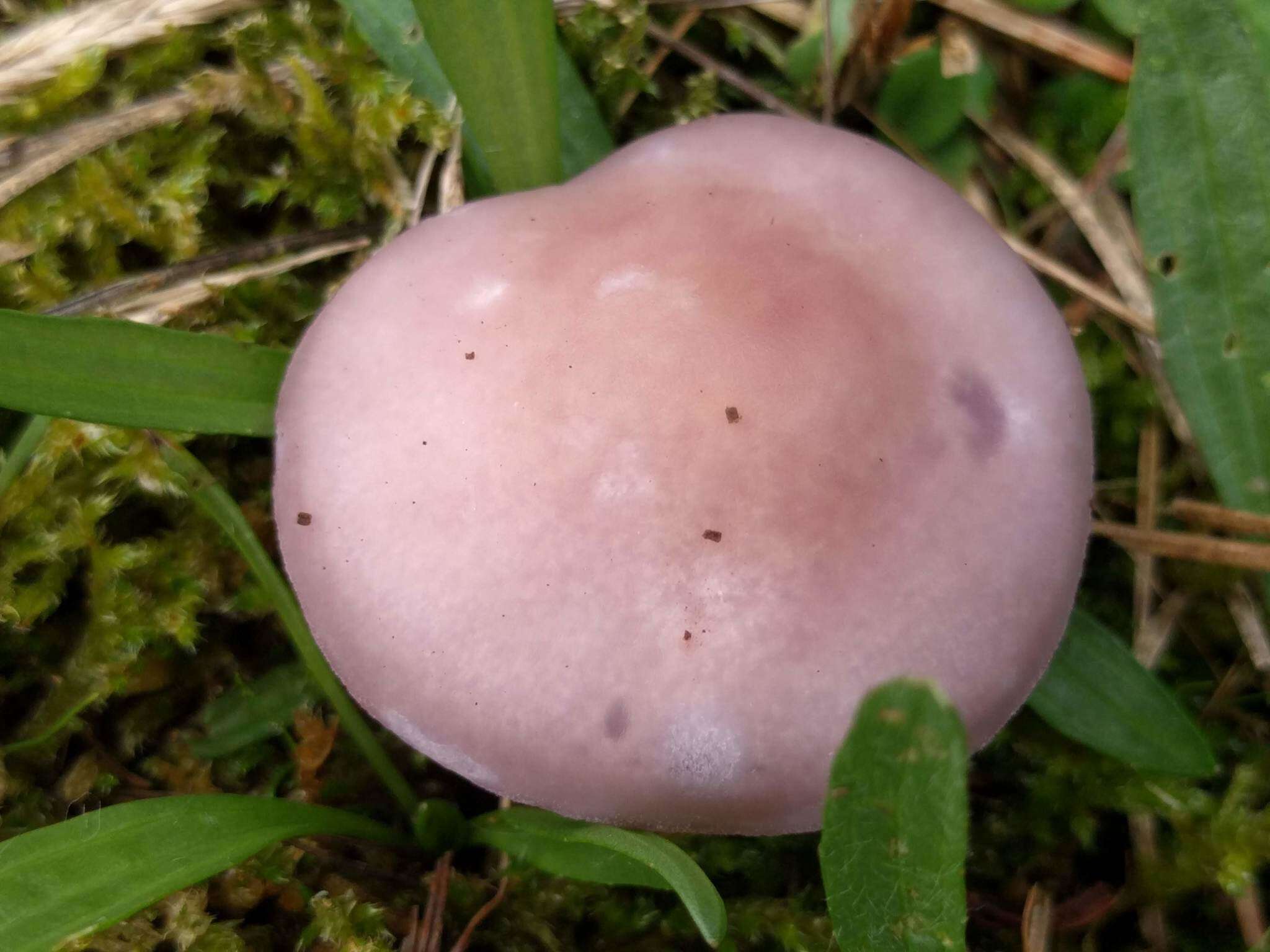 Image de Tricholome Pied bleu