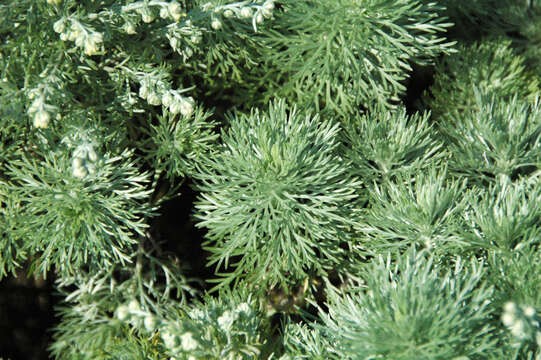 Image of Artemisia schmidtiana Maxim.