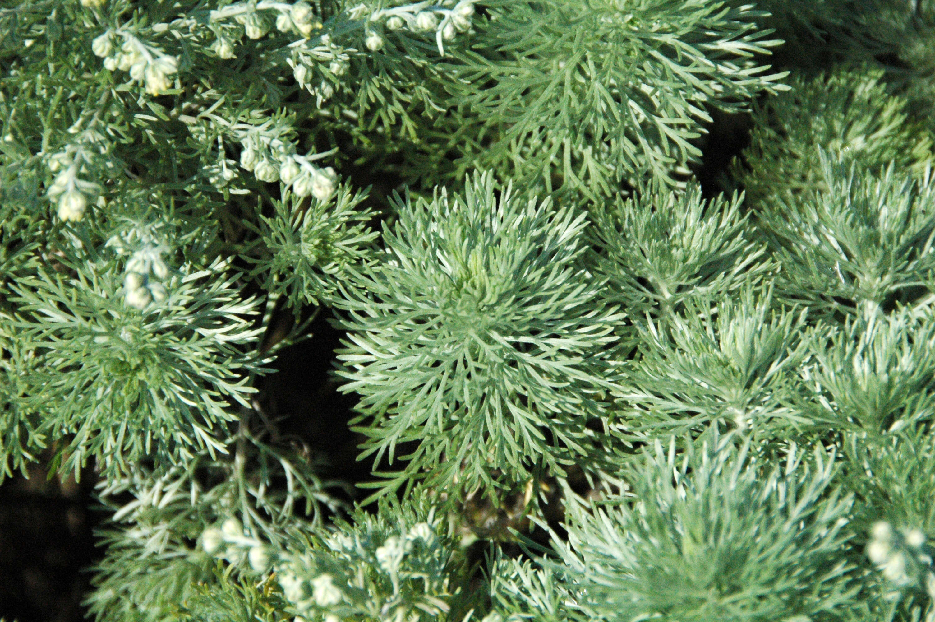 Image of Artemisia schmidtiana Maxim.