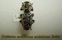 Image of Zopherus nodulosus Solier 1841