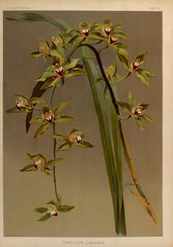 Image de Cymbidium lowianum (Rchb. fil.) Rchb. fil.