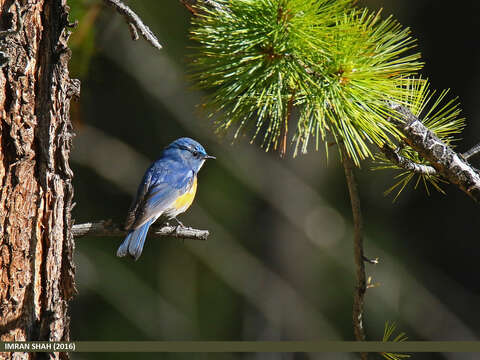 Image of Orange-flanked Bush-Robin