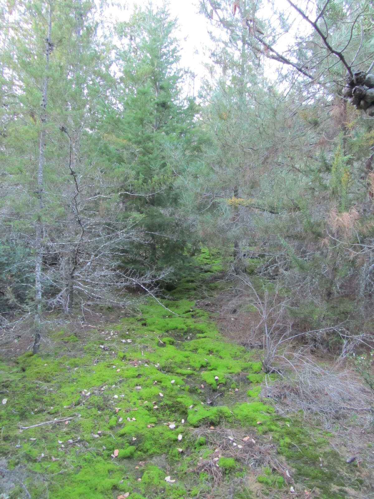 Cupressus goveniana var. abramsiana (C. B. Wolf) Little resmi