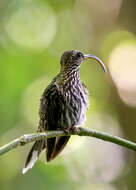 Imagem de beija-flor-bico-de-foice