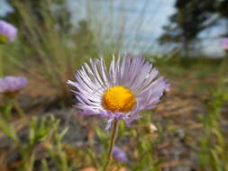 Image de Erigeron pumilus Nutt.