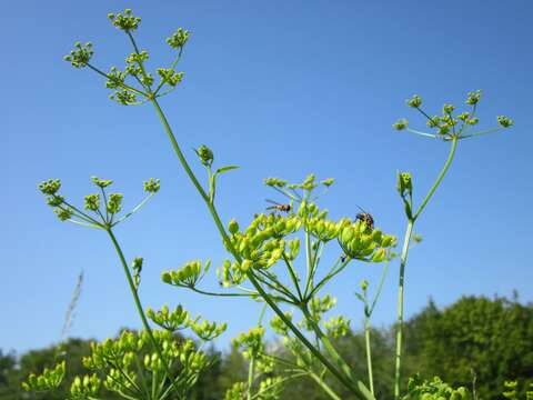 Image of wild parsnip