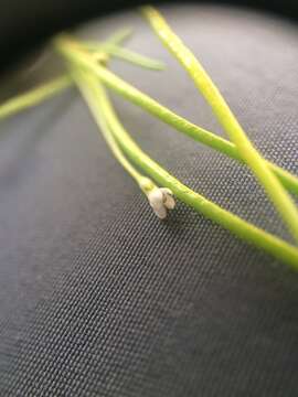 Image of Welsh mudwort