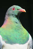 Image of Kererū