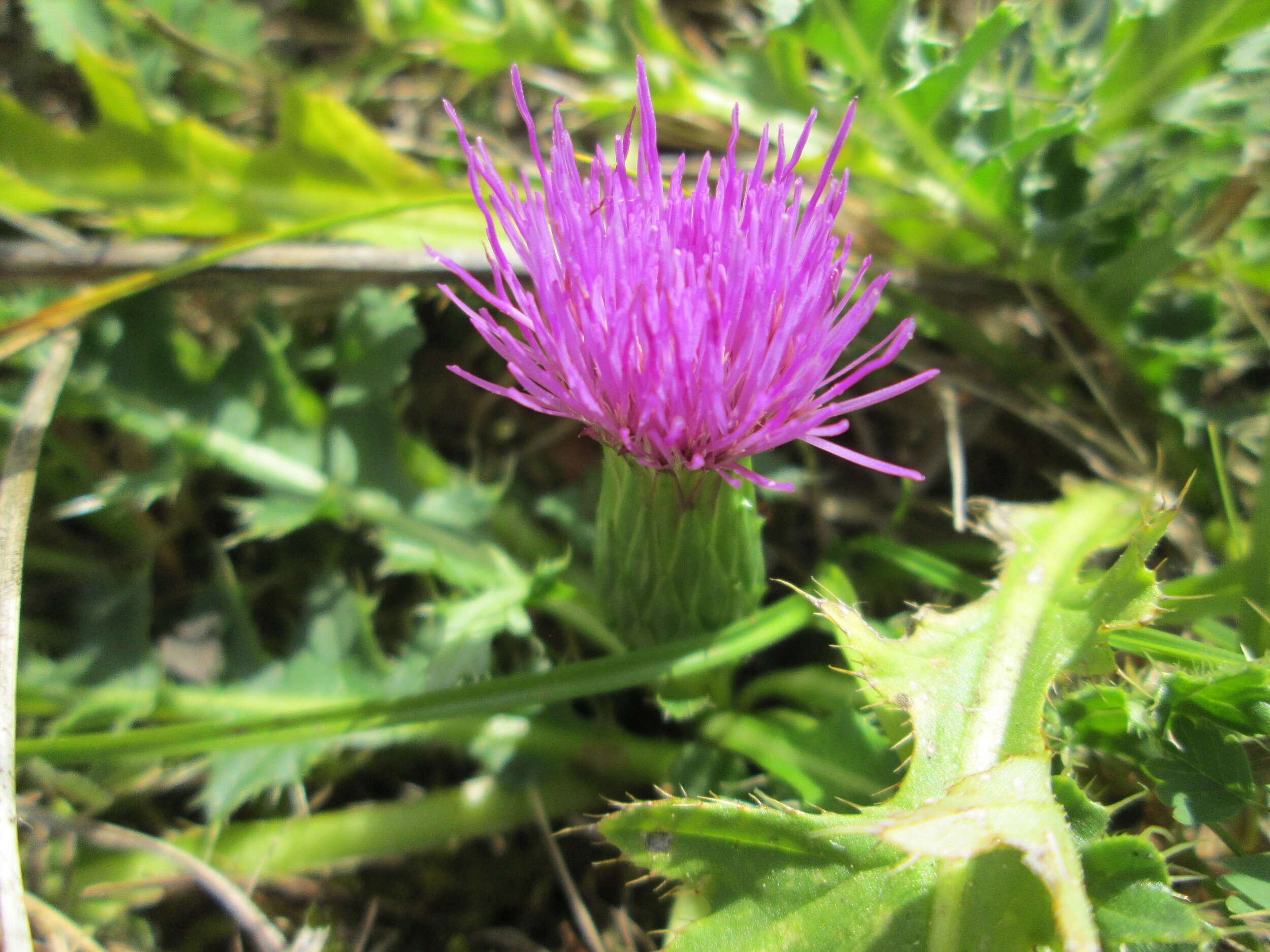 Image of dwarf thistle