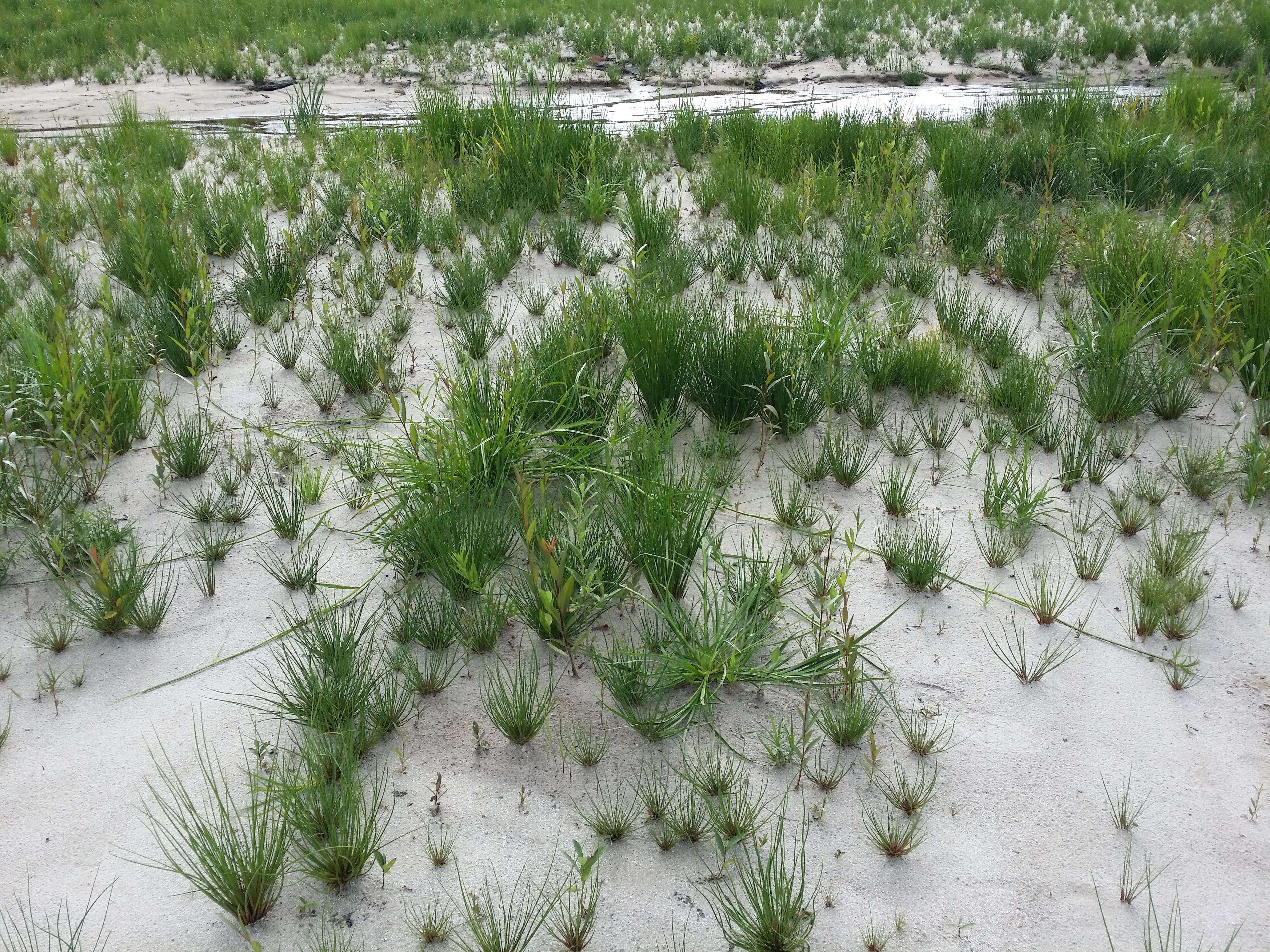 Image of Scirpus radicans Schkuhr