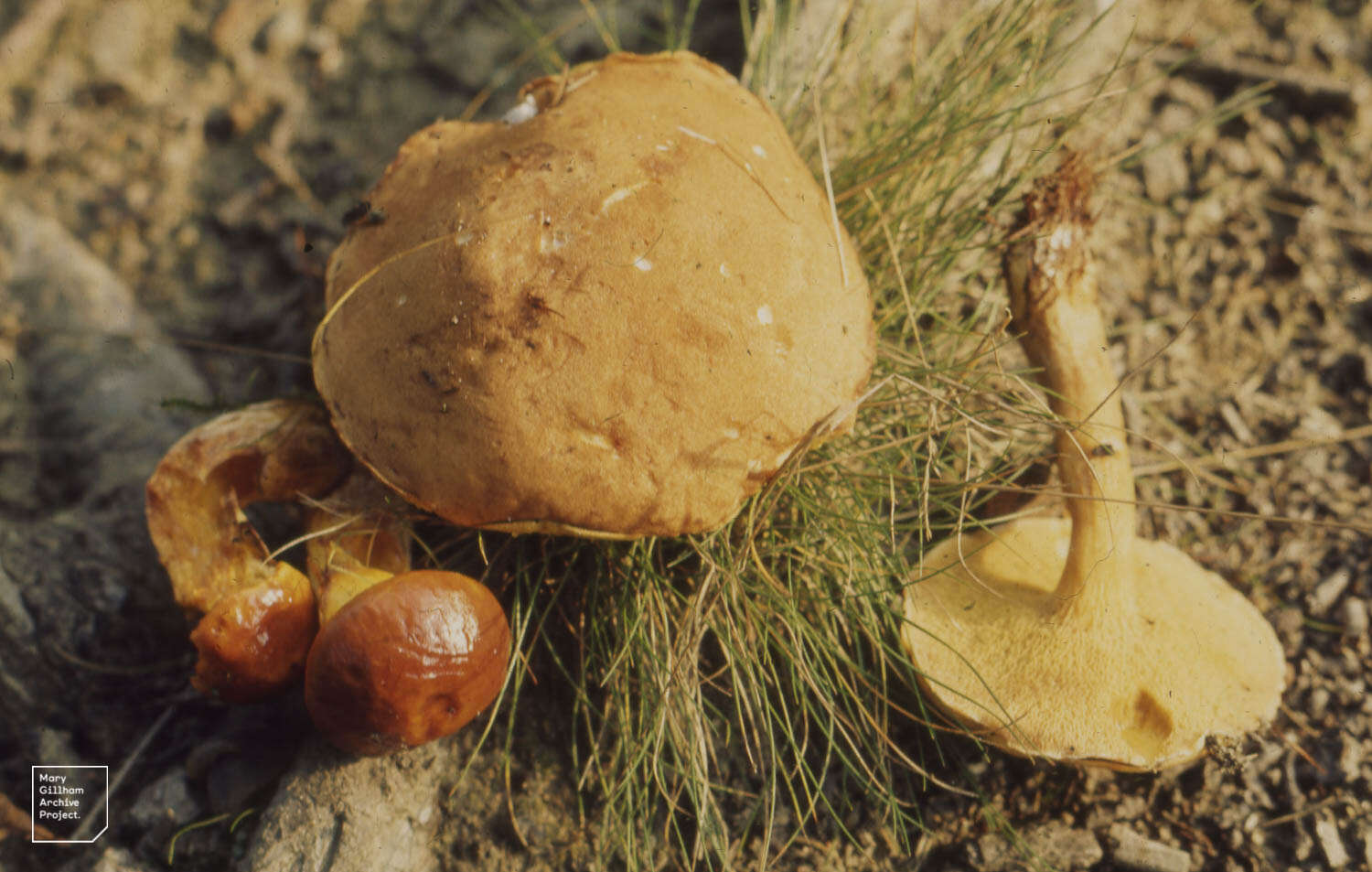 Image of Boletus subtomentosus L. 1753