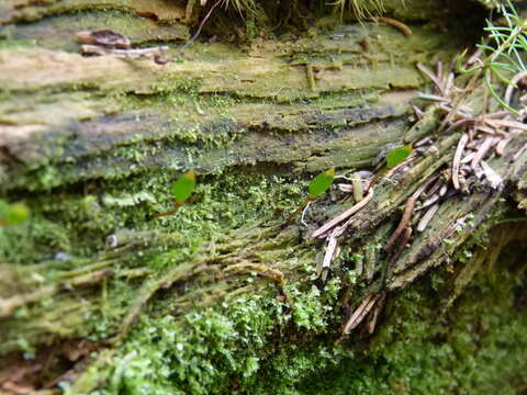 Image of Green shield moss