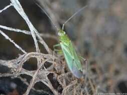 Image of Black-kneed Capsid