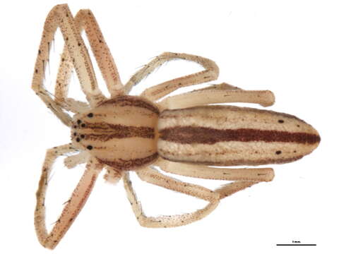 Image of Slender Crab Spiders