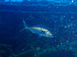 Image of Blue morwong