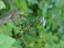 Image of Leucauge granulata (Walckenaer 1841)