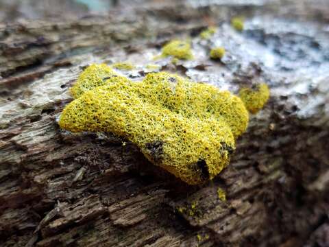 Image of Dog vomit slime mold