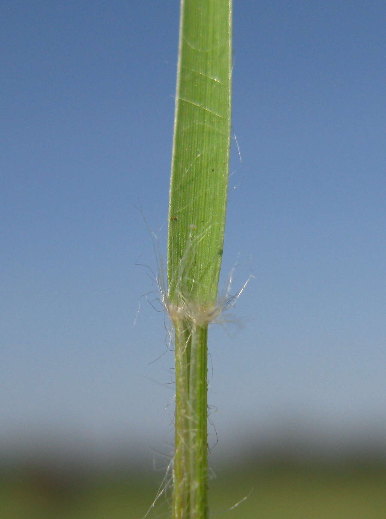 صورة Rytidosperma caespitosum (Gaudich.) Connor & Edgar