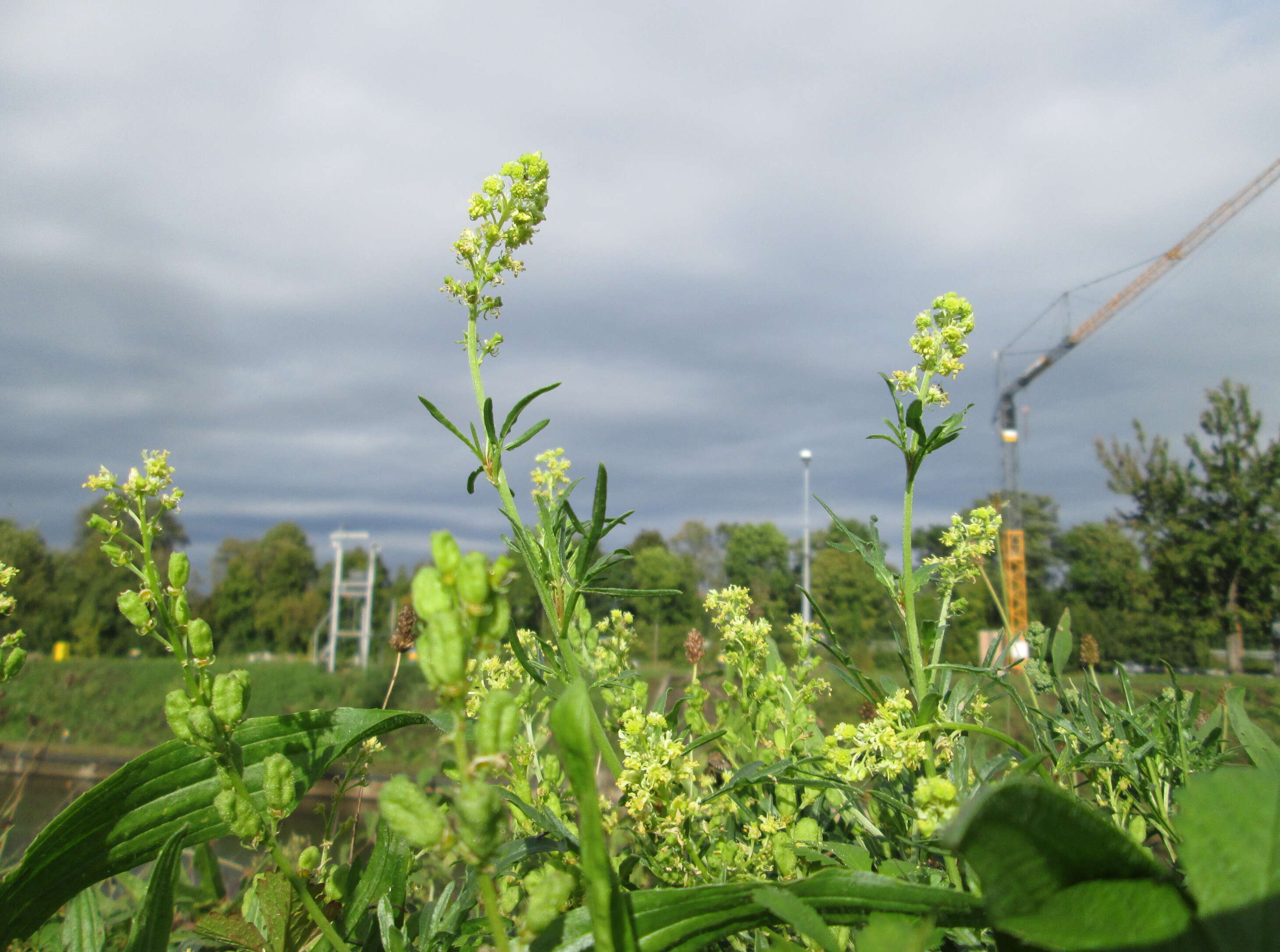 Слика од Reseda lutea L.