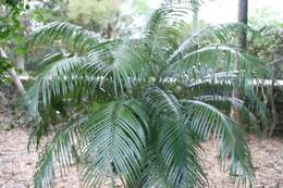 Image de Cycas riuminiana Porte ex Regel