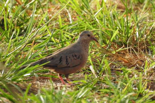 Image of Common Ground Dove