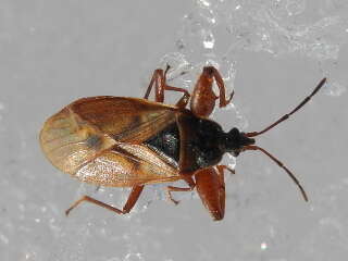 Image of Gastrodes (Gastrodes) abietum Bergroth & E. 1914